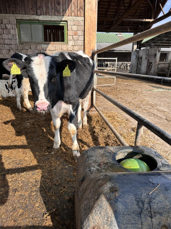 Termékértékelés - Fagyálló, golyós itató szarvasmarháknak és lovaknak, 40 literes - agroelectro.hu