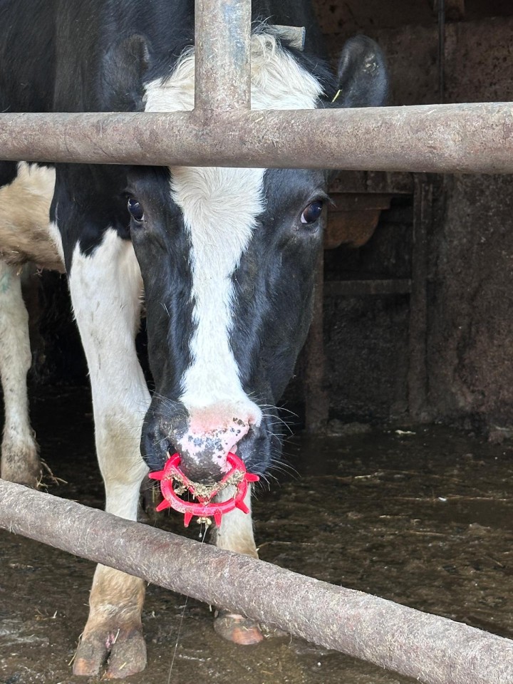 Termékértékelés - Szopásgátló orrgyűrű borjaknak és növendék szarvasmarháknak, billenésgátlóval, Müller 2010, piros - agroelectro.hu