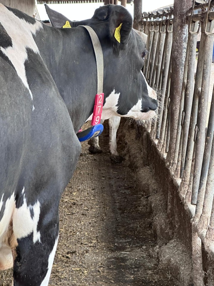 Termékértékelés - Állatjelölő számjegyek nyakpántra, 7-es szám, 10 db - agroelectro.hu