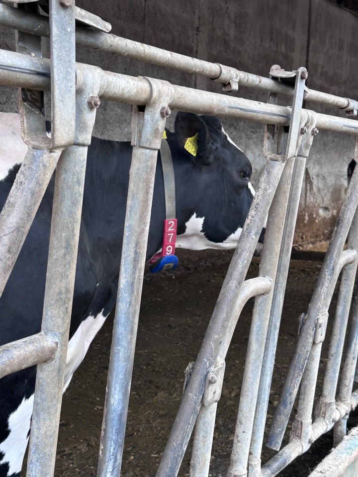 Termékértékelés - Állatjelölő számjegyek nyakpántra, 4-es szám, 10 db - agroelectro.hu