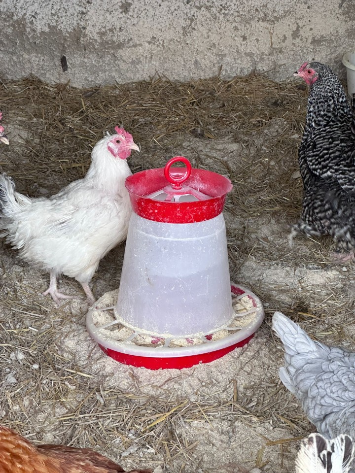Termékértékelés - Baromfi önetető, 5 l - agroelectro.hu