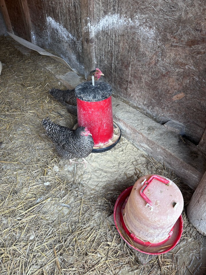 Termékértékelés - Baromfi önetető, 9 l - agroelectro.hu