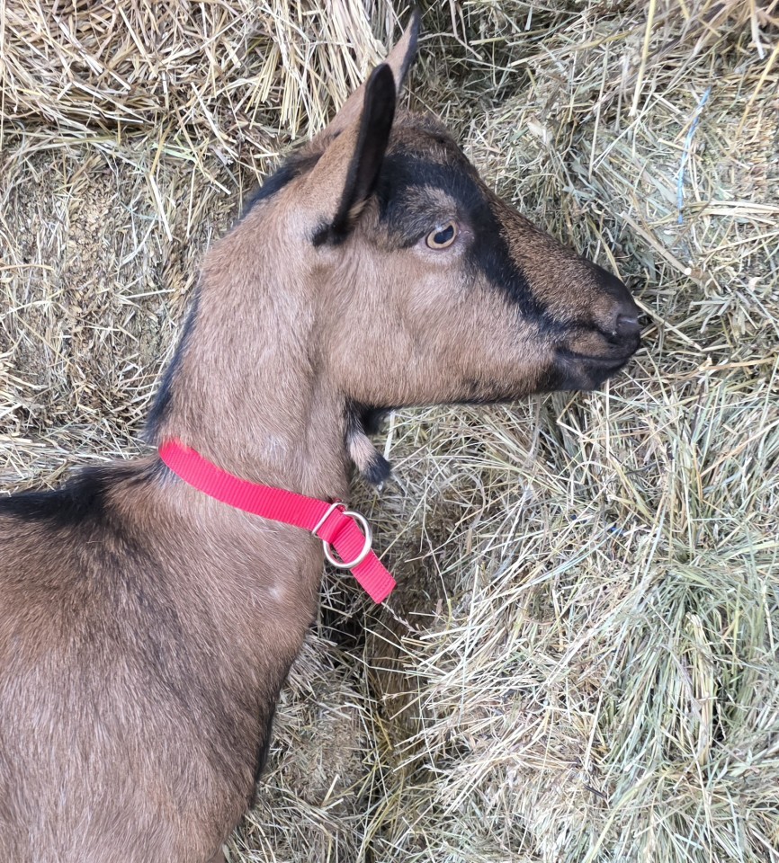 Termékértékelés - Nyakörv juhoknak, piros, 60 cm - agroelectro.hu