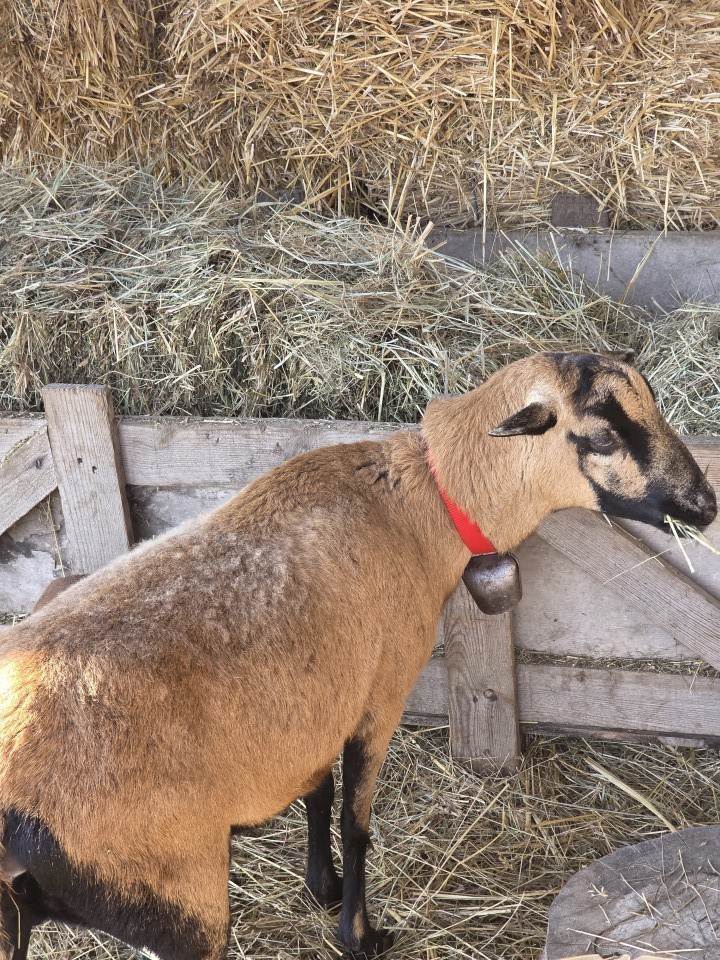 Termékértékelés - Nyakörv juhoknak, piros, 60 cm - agroelectro.hu