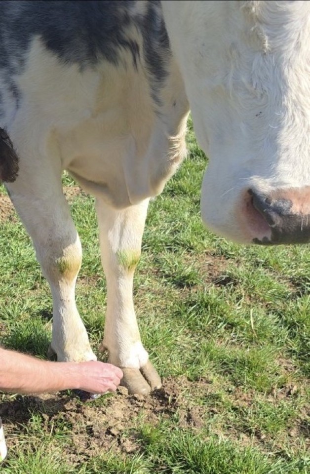 Termékértékelés - Bükkfakátrány paszta, TarPaste, 1 kg - agroelectro.hu