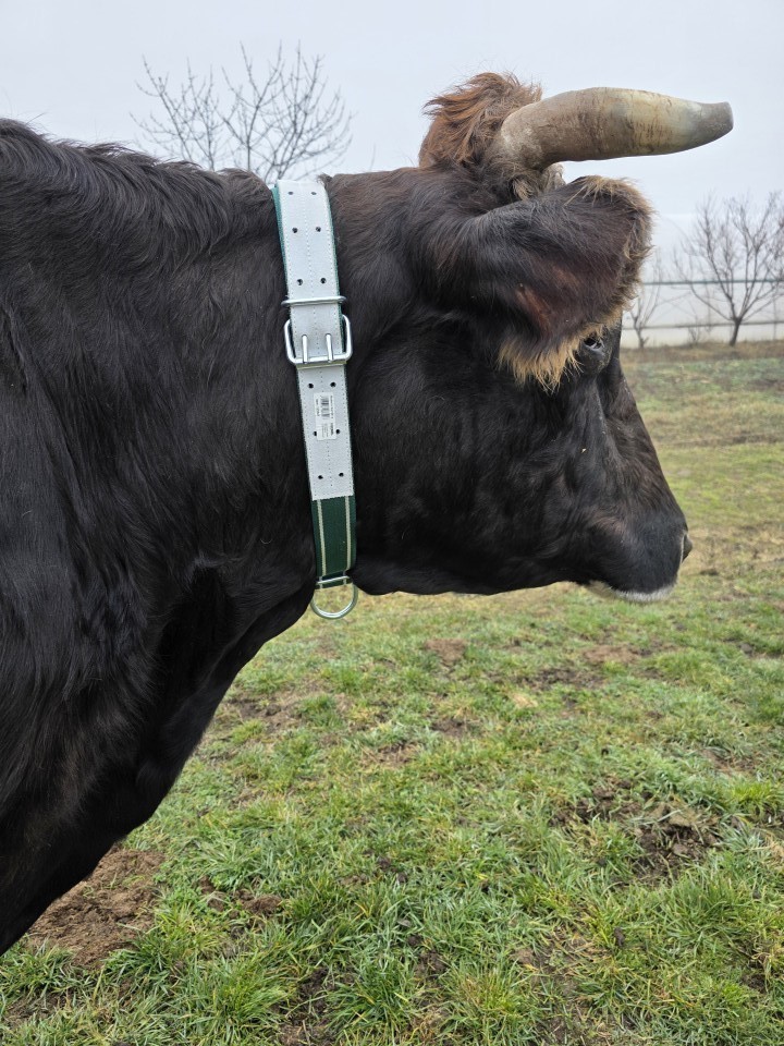 Termékértékelés - Nyakörv szarvasmarháknak, 150 × 5 cm - agroelectro.hu