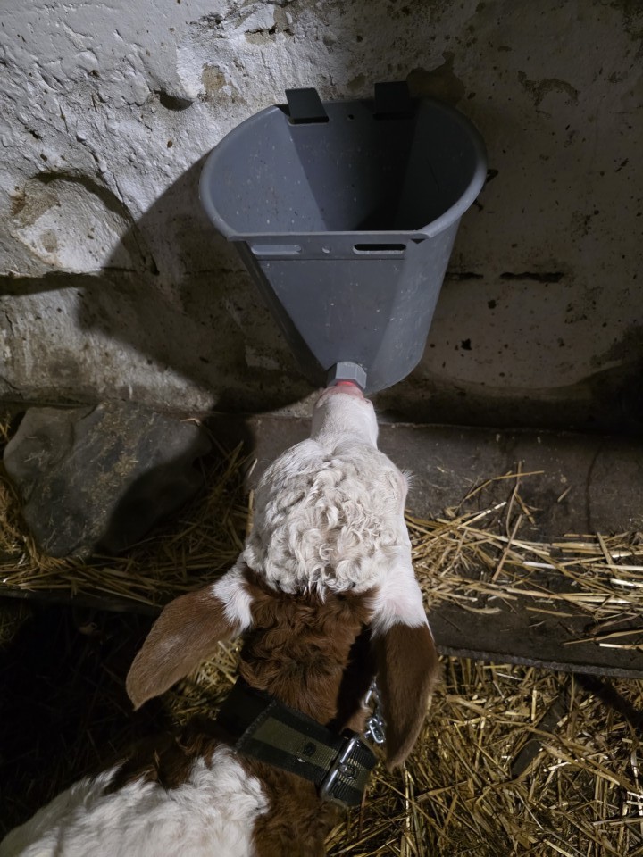 Termékértékelés - Borjúitató vödör cumival, 8 literes - agroelectro.hu