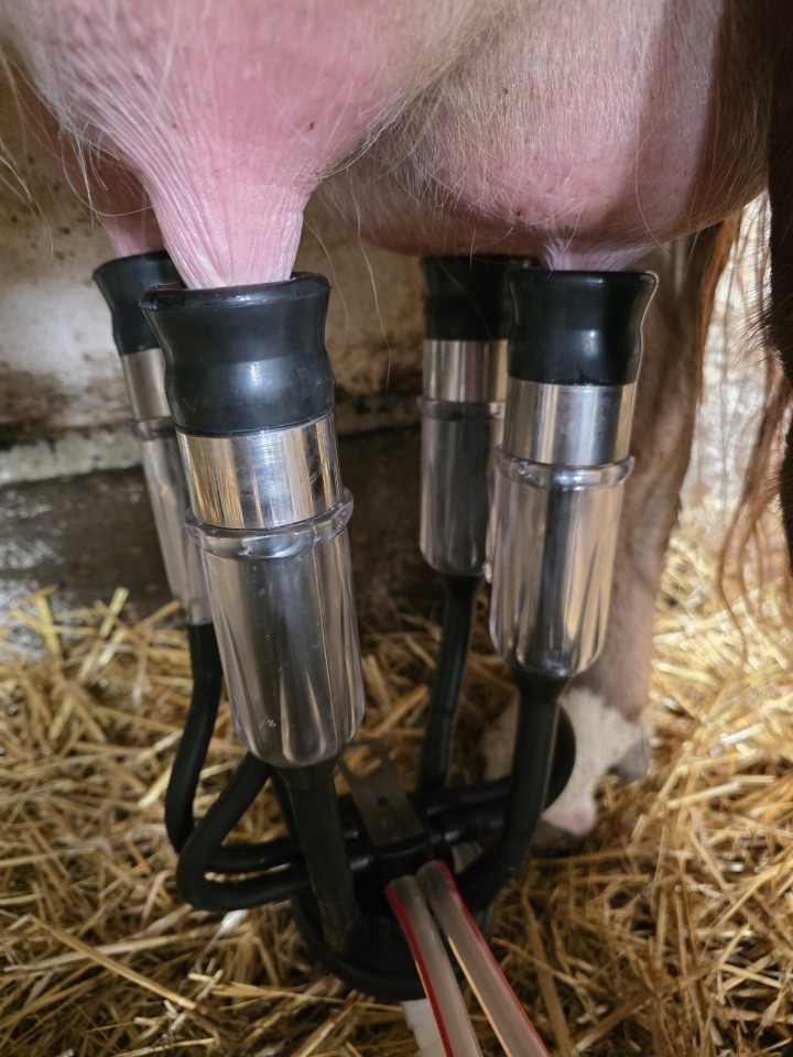 Termékértékelés - Fejőegység teheneknek, 240 cm³ - agroelectro.hu