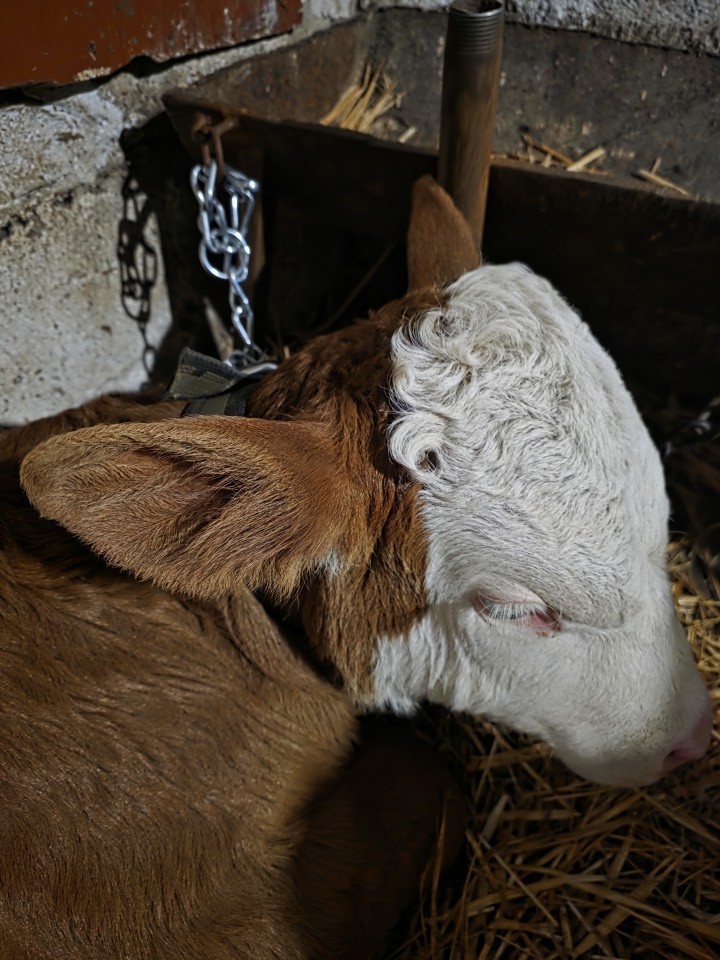 Termékértékelés - Univerzális láncos nyakörv szarvasmarháknak, 100 × 4 cm - agroelectro.hu