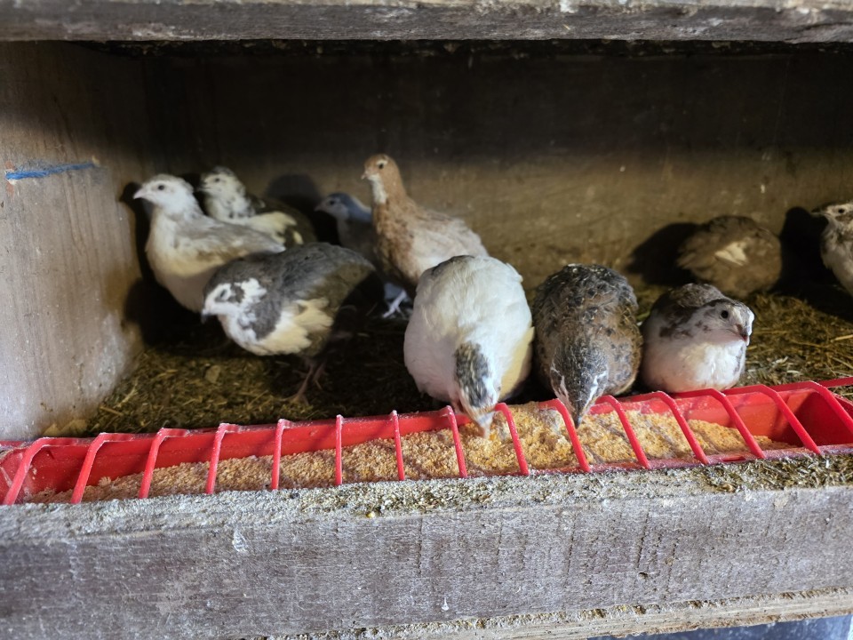 Termékértékelés - Baromfi önetető, 50 cm, 1,5 l - agroelectro.hu