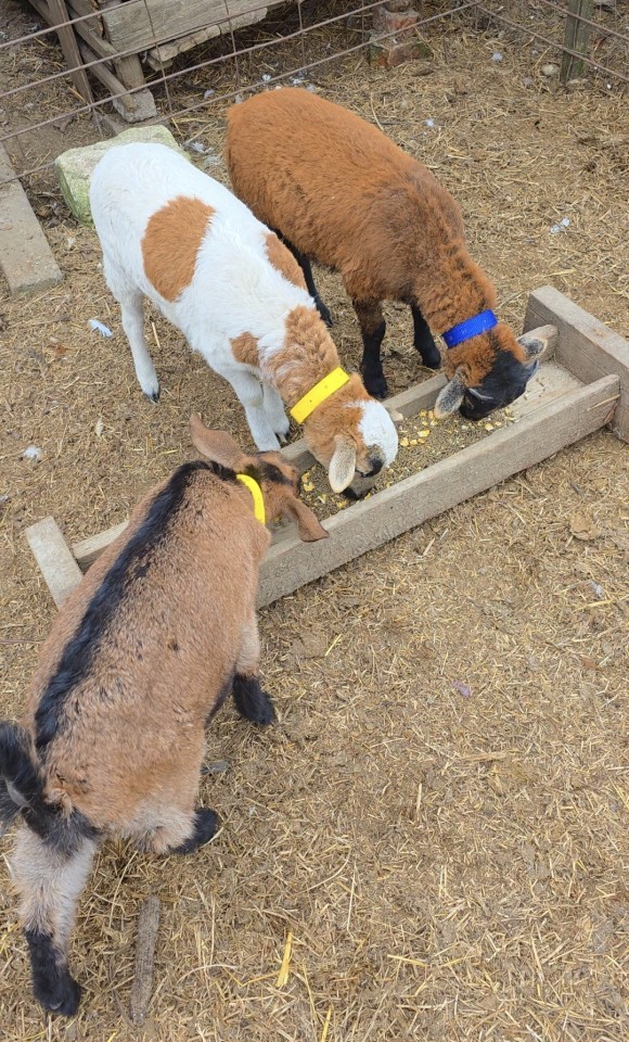 Termékértékelés - Nyakörv juhoknak, sárga, 60 cm - agroelectro.hu