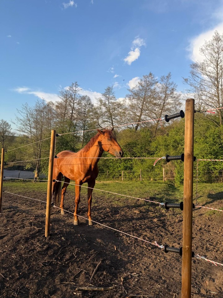 Termékértékelés - DL 4500 villanypásztor készülék, 12 V, 4,5 Joule - agroelectro.hu