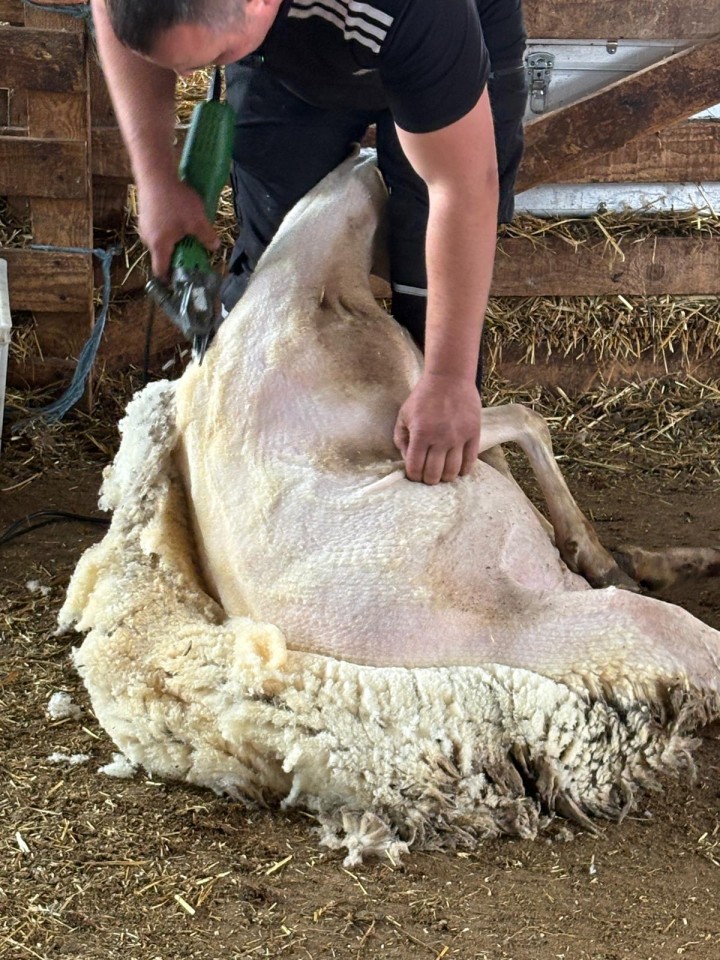 Termékértékelés - Constanta4 nyírógép, 13/4 késekkel, 230 V, juhoknak - agroelectro.hu