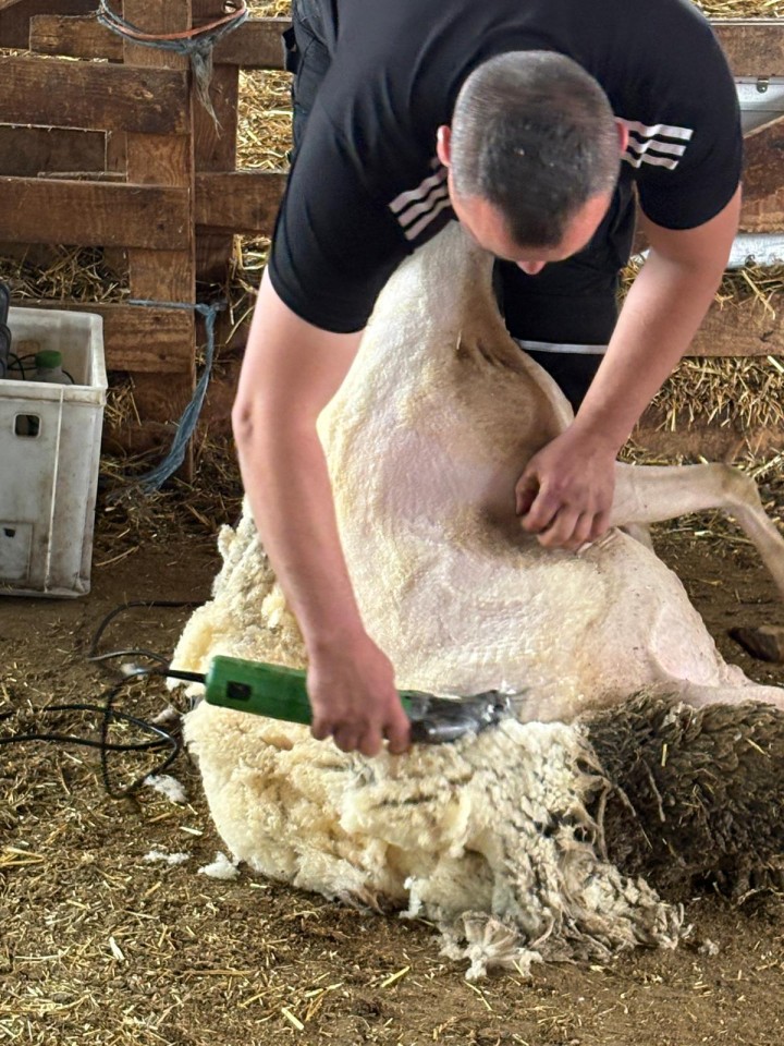 Termékértékelés - Constanta4 nyírógép, 13/4 késekkel, 230 V, juhoknak - agroelectro.hu