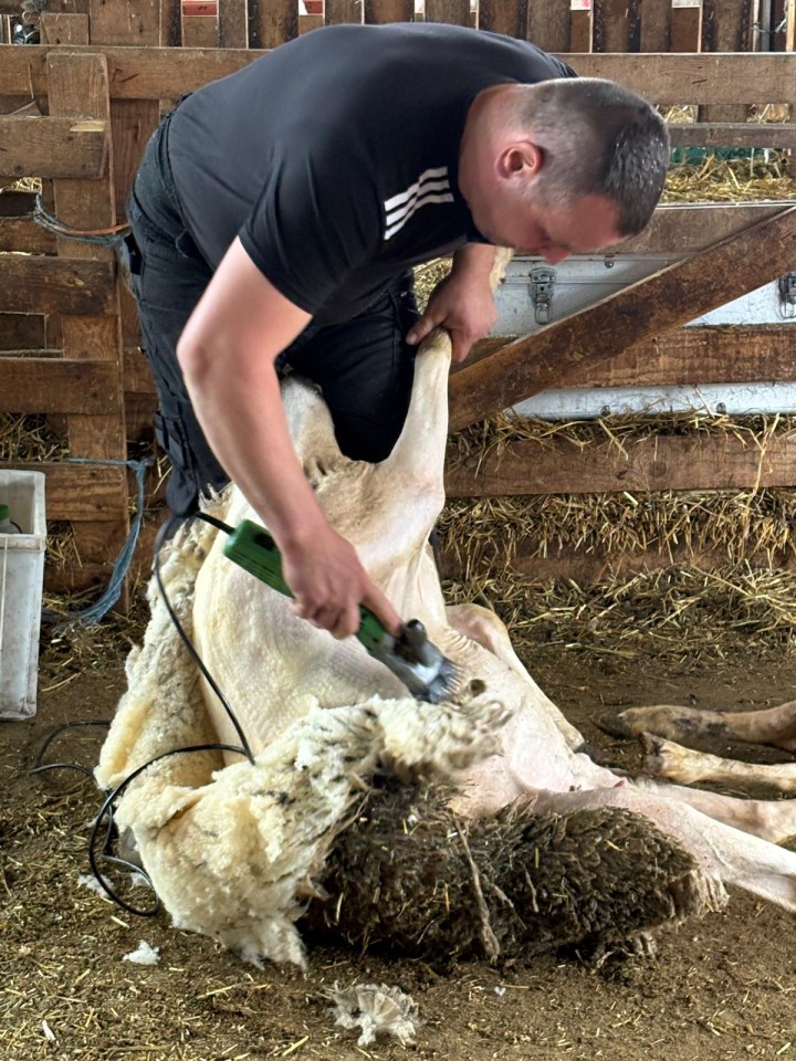 Termékértékelés - Constanta4 nyírógép, 13/4 késekkel, 230 V, juhoknak - agroelectro.hu