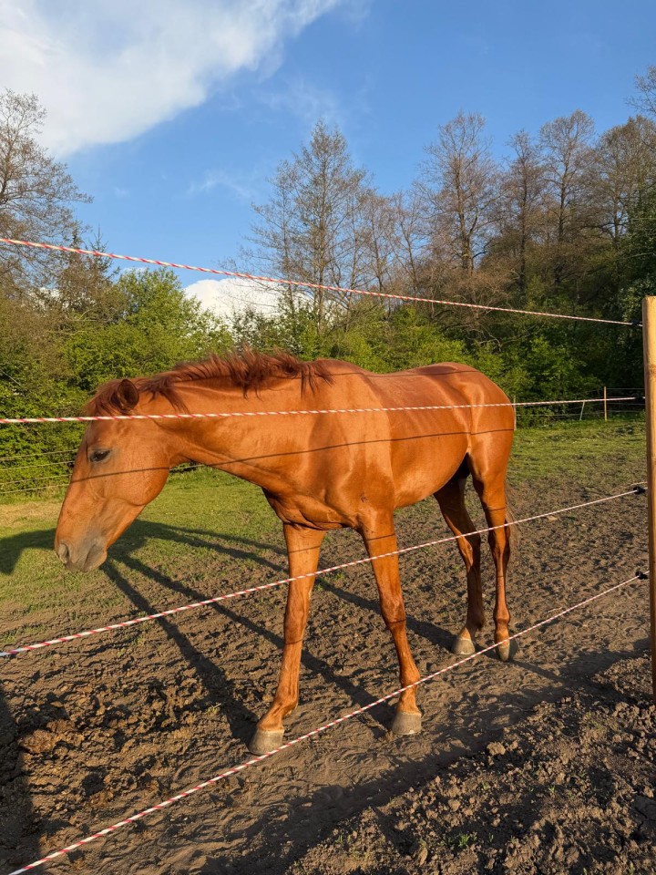 Termékértékelés - Villanypásztor kötél - 500 m - 590 kg - 0,4 Ω/m - agroelectro.hu