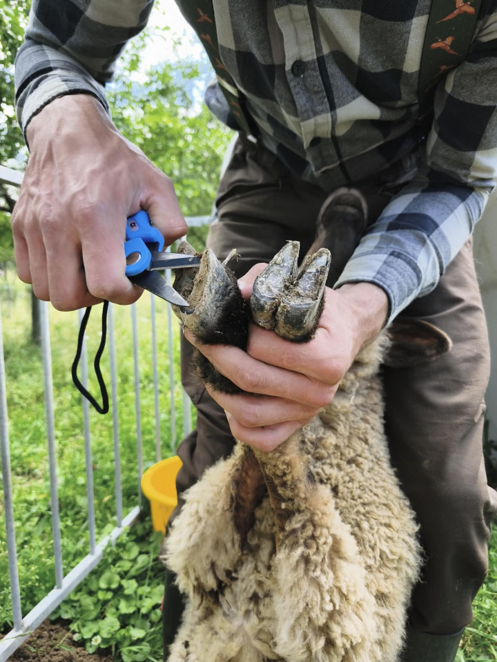 Termékértékelés - Patavágó olló recézett vágóéllel, ClawCut Pro - agroelectro.hu