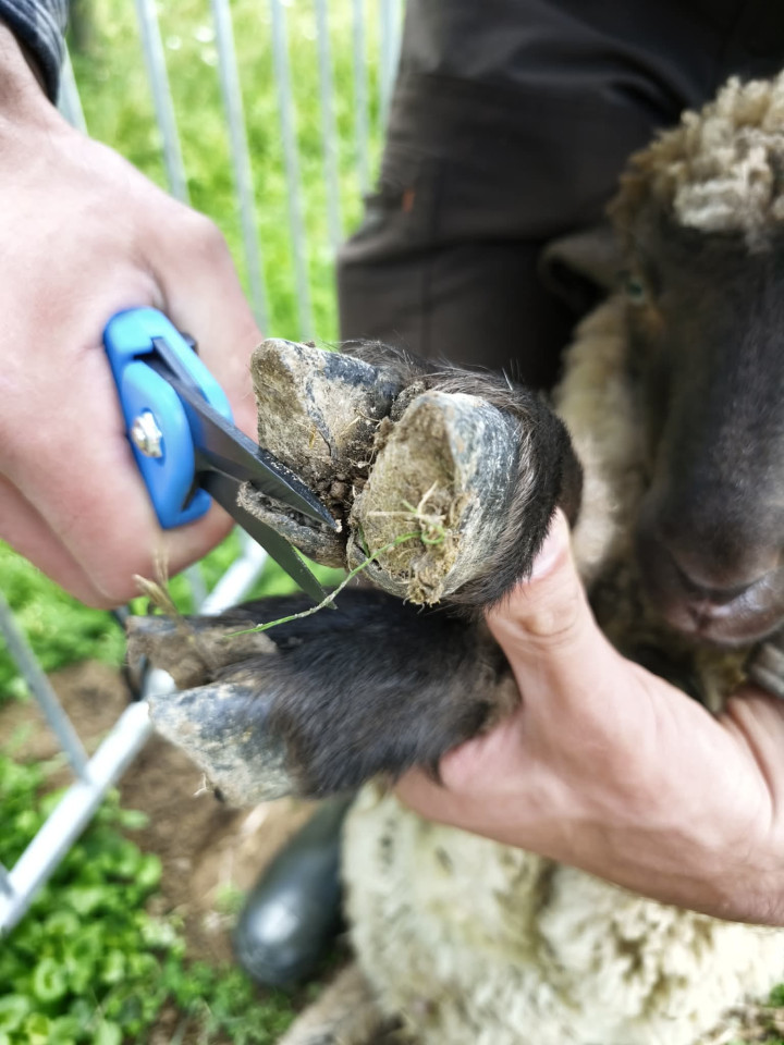 Termékértékelés - Patavágó olló recézett vágóéllel, ClawCut Pro - agroelectro.hu