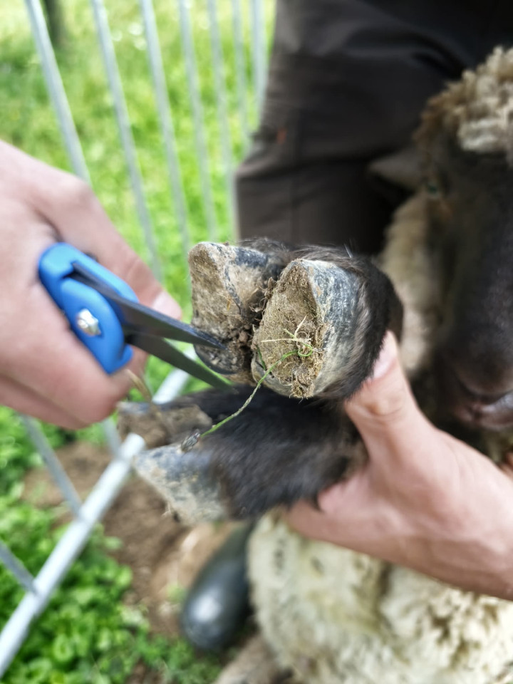 Termékértékelés - Patavágó olló recézett vágóéllel, ClawCut Pro - agroelectro.hu