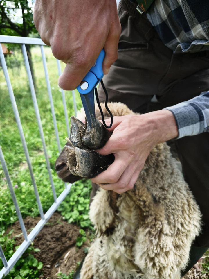Termékértékelés - Patavágó olló recézett vágóéllel, ClawCut Pro - agroelectro.hu
