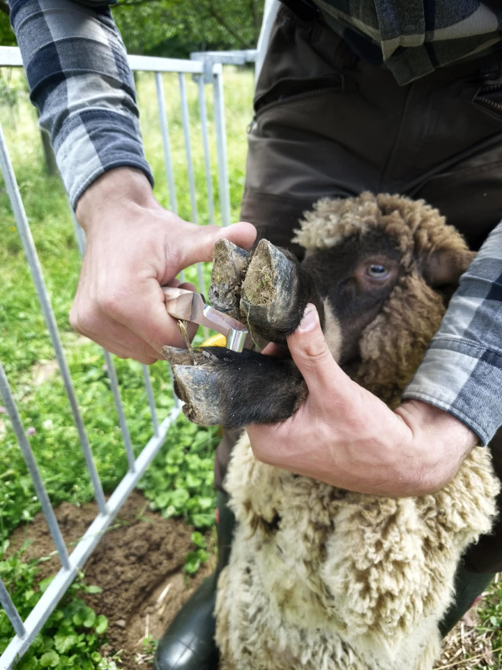 Termékértékelés - Patafaragó és körmöző kés, kétélű - agroelectro.hu
