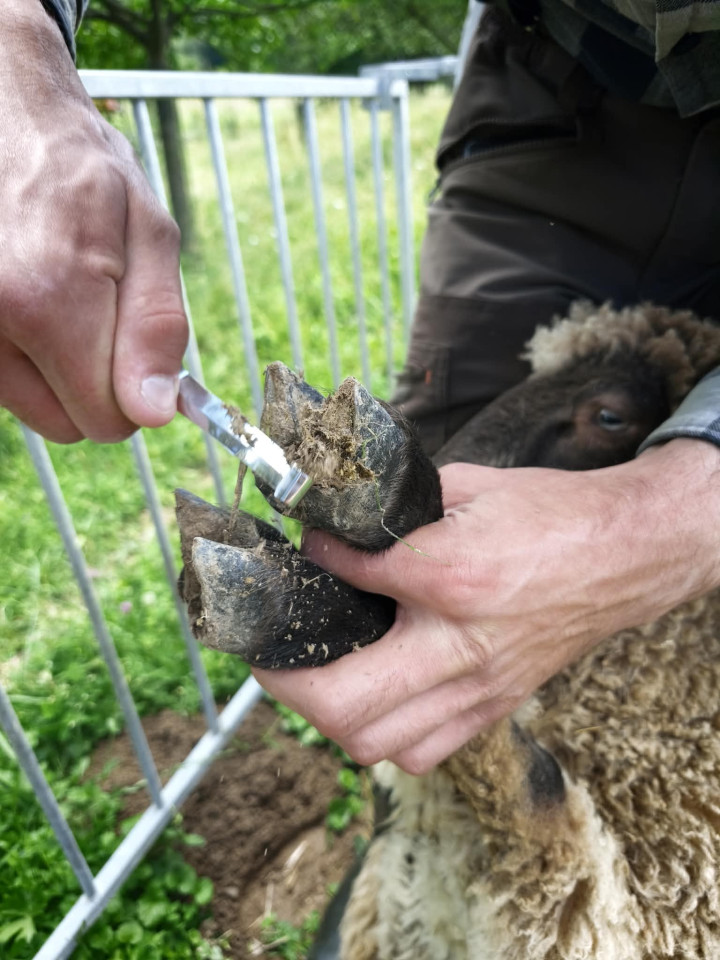 Termékértékelés - Patafaragó és körmöző kés, kétélű - agroelectro.hu