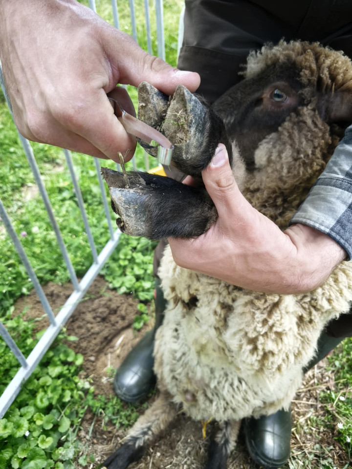 Termékértékelés - Patafaragó és körmöző kés, kétélű - agroelectro.hu