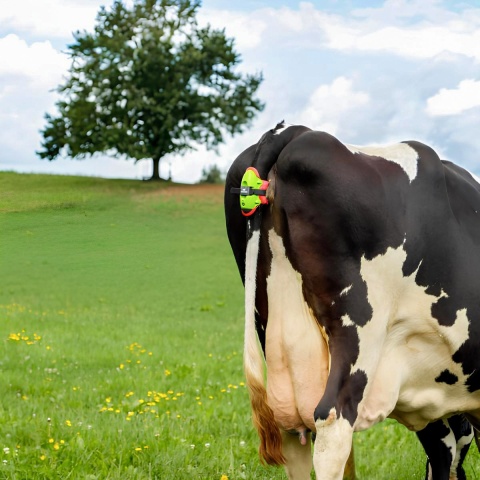 Ellési szenzor, Moocall