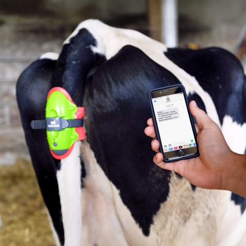 Ellési szenzor, Moocall