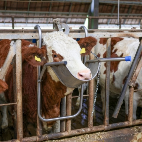 Állítható fejrögzítő szarvasmarhák kezeléséhez
