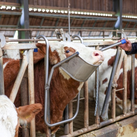 Állítható fejrögzítő szarvasmarhák kezeléséhez