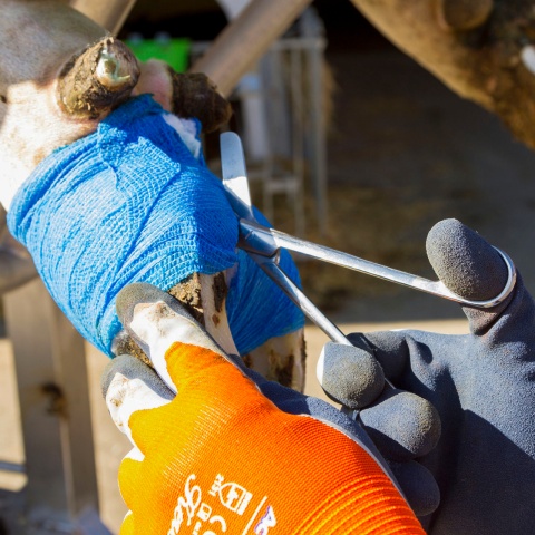 Kötésvágó olló, rozsdamentes acél, 200 mm