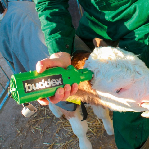 Akkumulátoros szarvtalanító borjaknak, Buddex