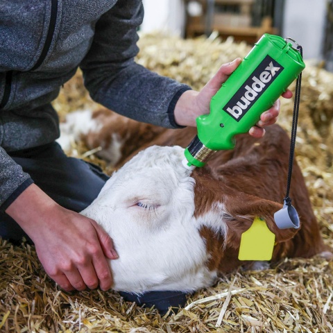 Akkumulátoros szarvtalanító borjaknak, Buddex