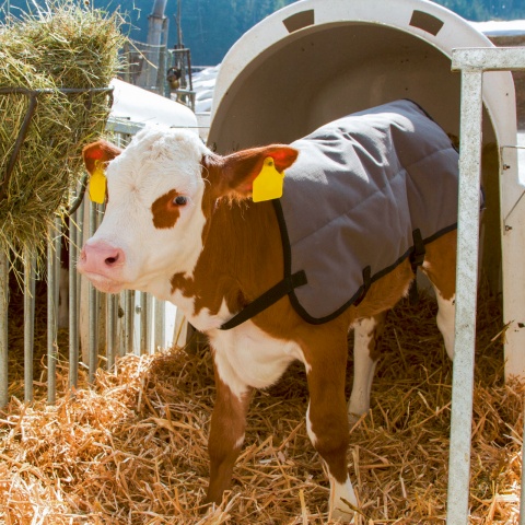 Vízálló borjútakaró, szürke, 70 × 70 cm