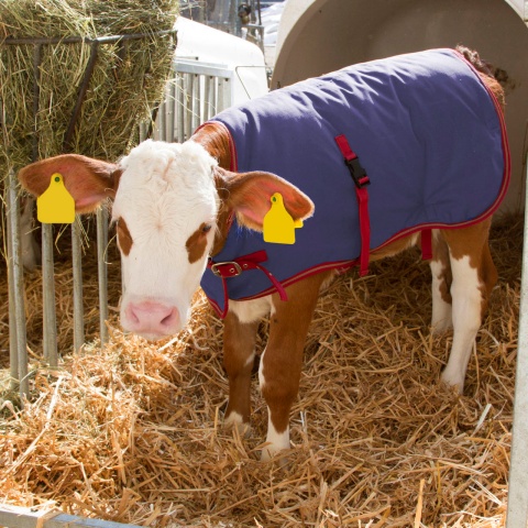 Vízálló borjútakaró, ThermoPlus, sötétkék, 80 × 70 cm