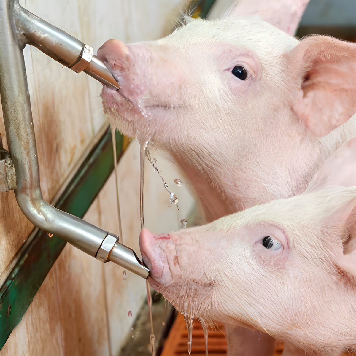 1/2 colos szopókás önitató malacoknak, 3/8 colos szopókával