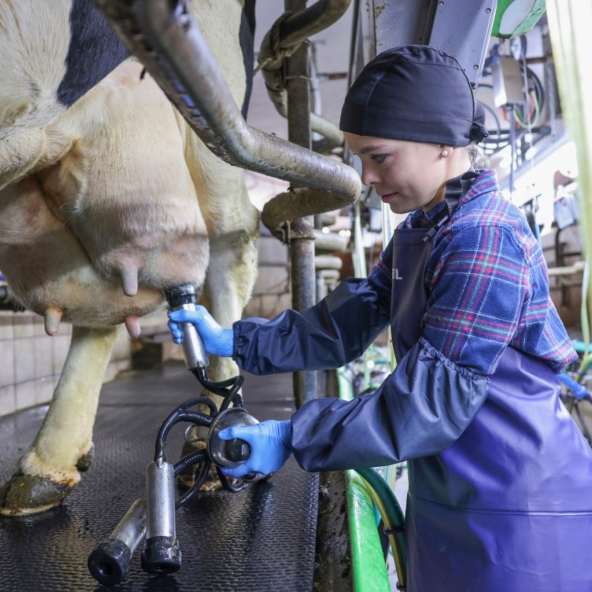 Védőmandzsetták fejéshez, 40 cm, 2 db