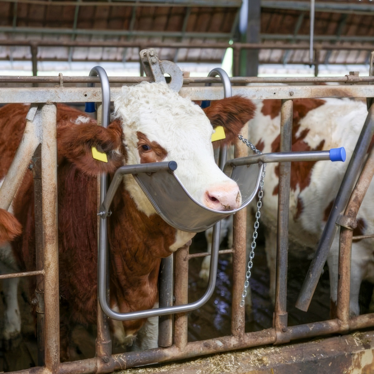 Állítható fejrögzítő szarvasmarhák kezeléséhez