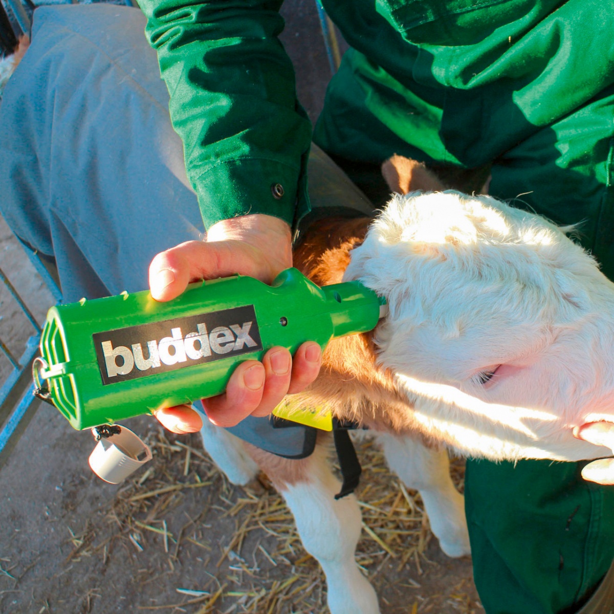 Akkumulátoros szarvtalanító borjaknak, Buddex