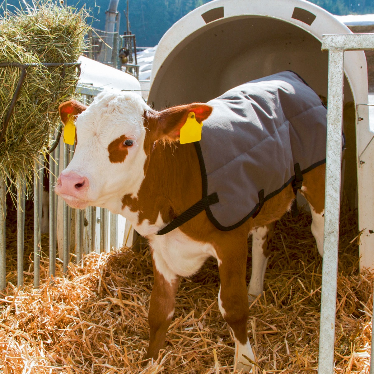 Vízálló borjútakaró, szürke, 70 × 70 cm