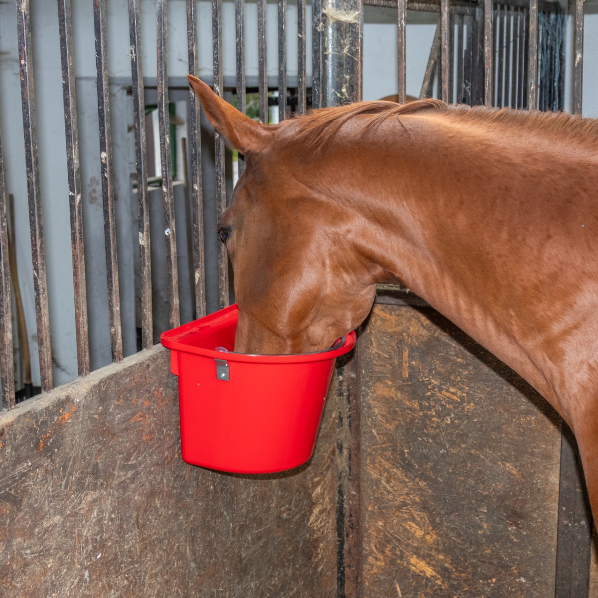 Etetővödör lovaknak, fémrögzítővel és füllel, piros, 12 literes