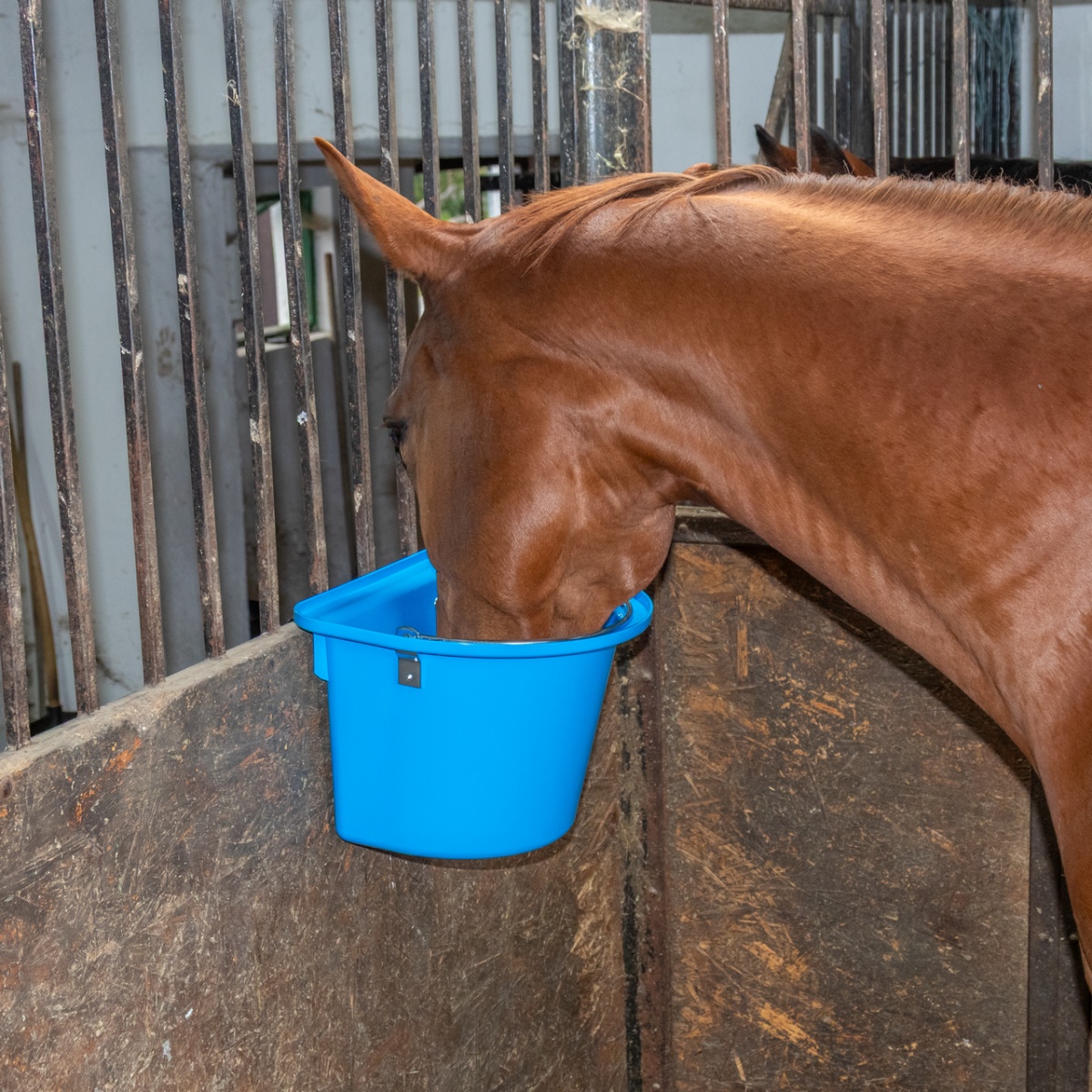 Etetővödör lovaknak, fémrögzítővel és füllel, kék, 12 literes