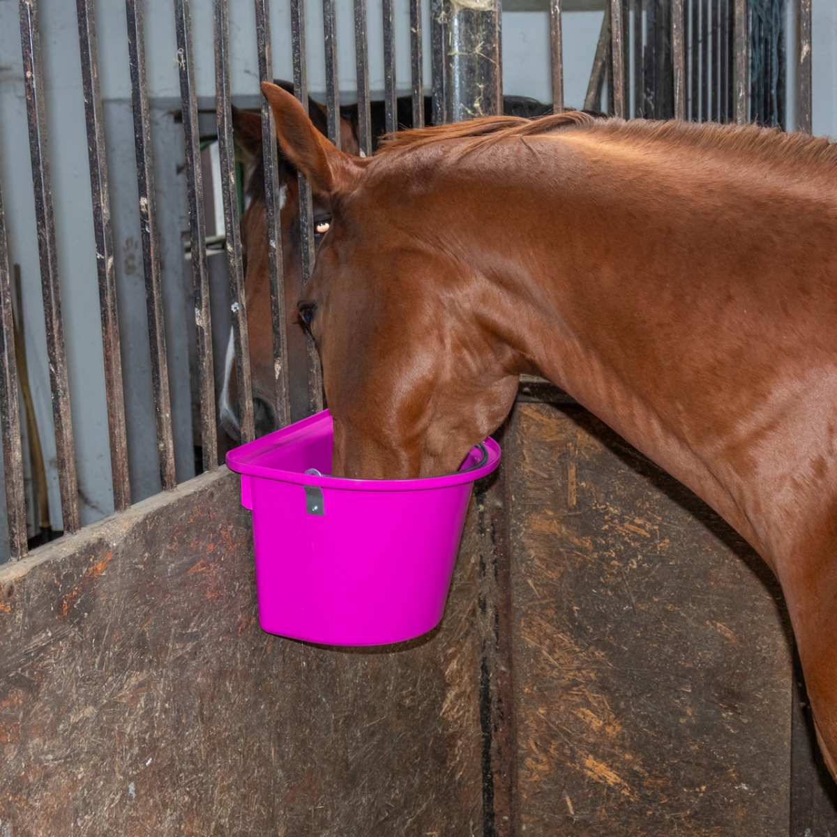 Etetővödör lovaknak, fémrögzítővel és füllel, rózsaszín, 12 literes